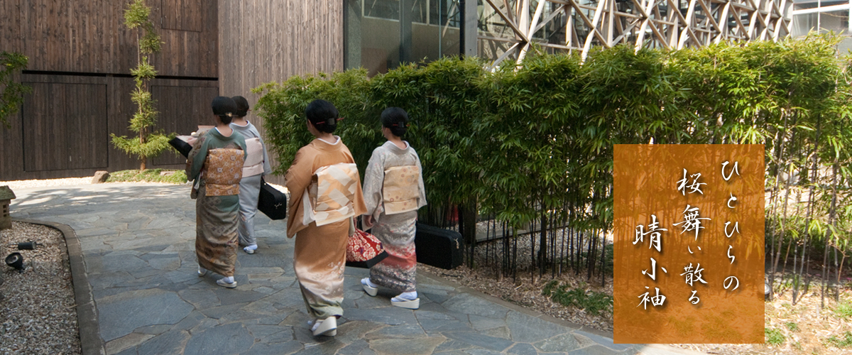ひとひらの、桜舞い散る 晴小袖